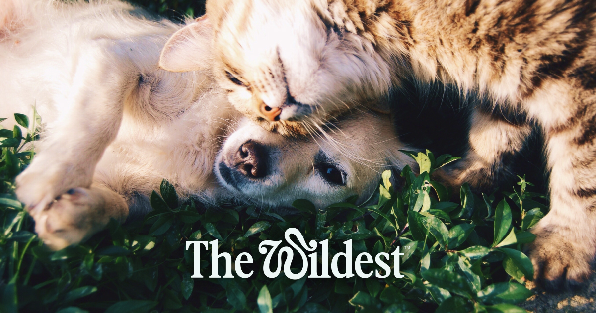 How pet parents keep their cool · The Wildest